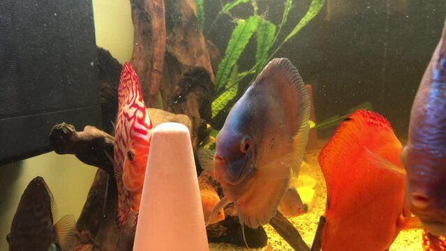 Ein blaues Diskusweibchen beim Balzen. Dabei wackelt es mit den Kopf und mit den Bauch und R&uuml;ckenflossen.