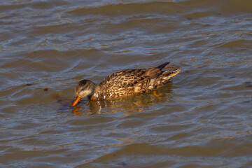 A mallard (Anas platyrhynchos) is a dabbling duck that breeds throughout the temperate and subtropical Americas, Eurasia, and North Africa,live in wetlands,eat water plants and small animals