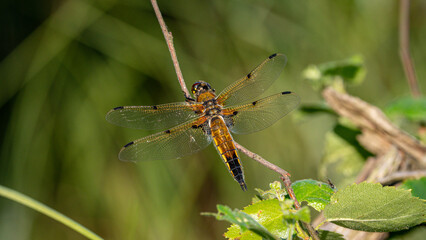 Four-spotted Chaser (Libellula quadrimaculata). Dragonfly basking in the sun on a plant stem. Macro photo, close-up