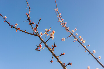 Japanese apricot