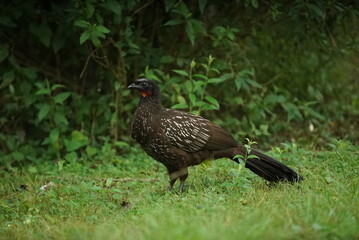 Aves, El Rey