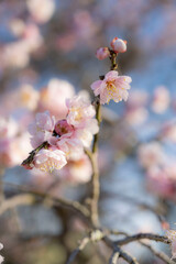 Japanese apricot