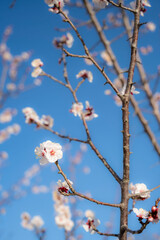 Japanese apricot