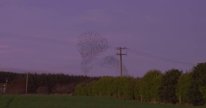 Starling murmuration flock of birds evade hunting hawk by swooping and diving as one