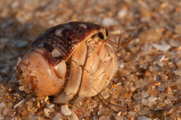 Gros plan d'un Bernard l'hermite sur une plage 