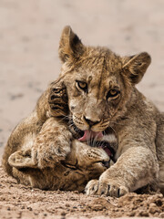 portrait of a cheetah