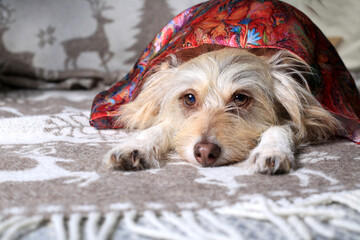 Cute dog lying portrait