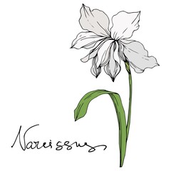 Vector Narcissus floral botanical flowers. Black and white engraved ink art. Isolated narcissus illustration element. - obrazy, fototapety, plakaty