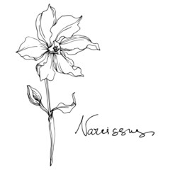Vector Narcissus floral botanical flowers. Black and white engraved ink art. Isolated narcissus illustration element.