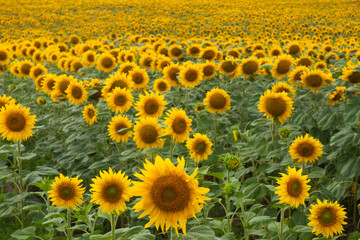 Field of bright yellow sunflowers. Nature background. Organic product sunflower oil and sunflower seeds.