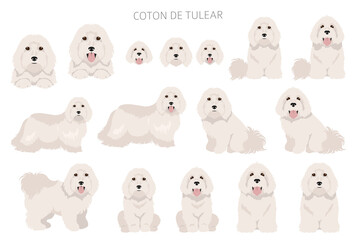 Coton de Tulear clipart. Different poses, coat colors set