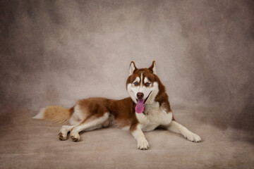 Brown Siberian Husky © Laurie