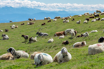 Südtirol - Schafherde auf Meran 2000