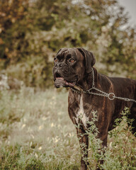 lovely and friendly animals, very cute