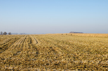 Fototapeta na wymiar Harvesting corn for grain. Half cut corn field