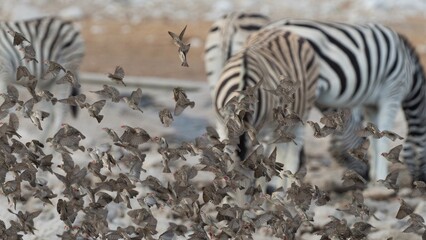 zebra eating grass