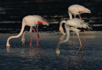 Greater Flamingos feeding at Tubli bay in the morning, Bahrain