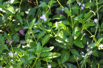 Photography of beautiful plants in the garden.