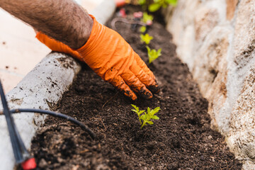 Unrecognizable gardener planting seedling into soil