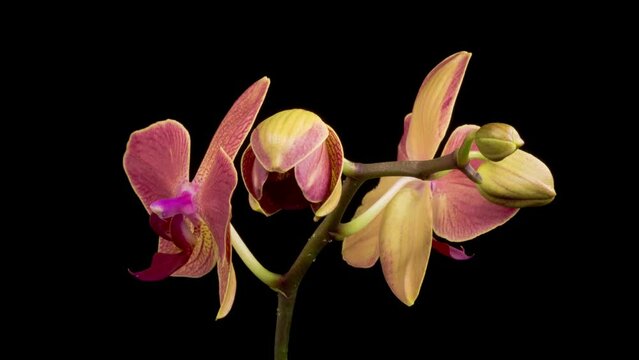 Orchid Blossoms. Blooming Red Orchid Phalaenopsis Flower on Black Background. Time Lapse. Maria Theresa Orchid. 4K.