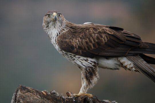 Bonellis eagle on tree branch in nature