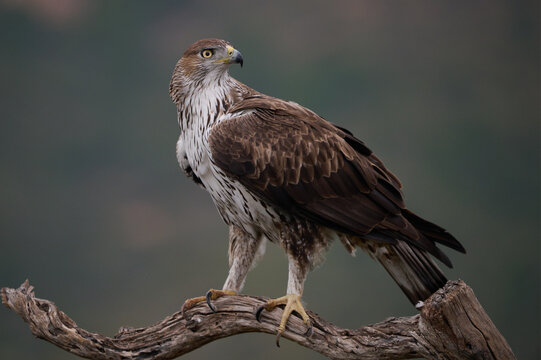 Bonellis eagle on tree branch in nature