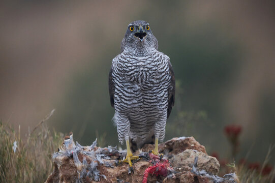 Graceful goshawk on tree branch in natural park
