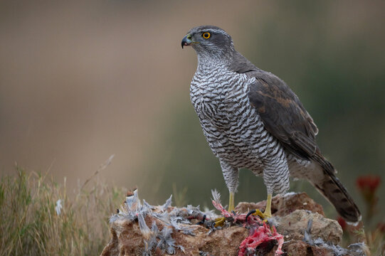 Graceful goshawk on tree branch in natural park