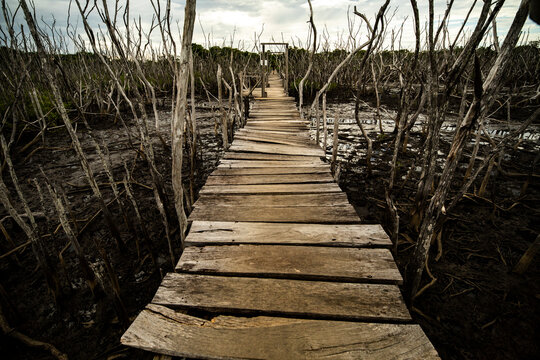 Shabby footbridge amidst wetland in nature - Powered by Adobe