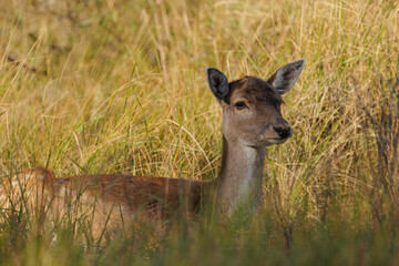 Fallow deer laying at the high grass in the Netherlands