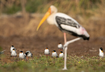 Selective focus on River terns with painted stork at the forground, Bhigwan bird sanctuary, India