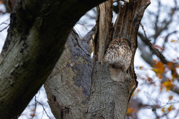 Obraz premium Tawny Owl (Strix aluco) sleeping in a nesting hole at a tree.