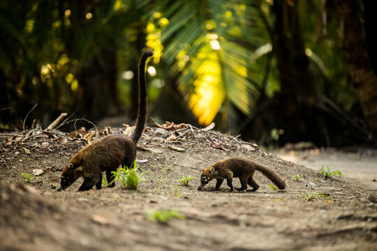 Cute coatis in wild forest