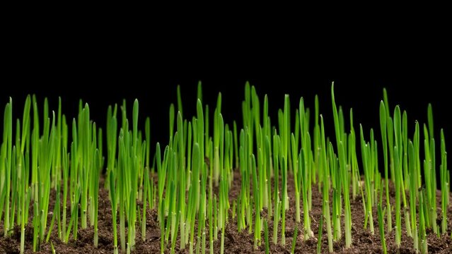 Beautiful Time Lapse of Growth Fresh Green Grass. Accelerated Wheat Plant Growing. 4K.