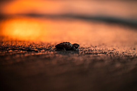 Small turtle crawling on ground
