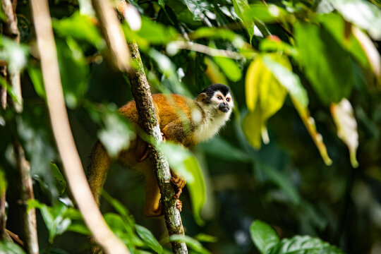Monkey on tree in woodland