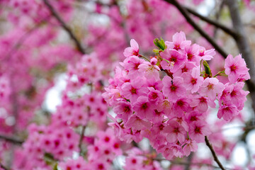 Macro focus pink sakura cherry blossoms ,flowers turn full blooming in spring season in Japan, close up to sakura flowers on soft focus on blur sakura branch background.