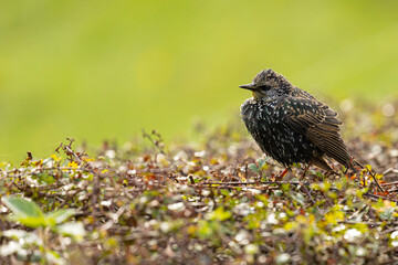 Fototapeta premium Common starling (Sturnus vulgaris) on a bush.