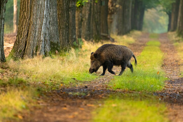 Wild boar crossing the road in national park Hoge Veluwe.