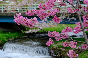 Pink sakura Cherry blossom branch along the river in front of small waterfall and bridge in Sakuranomiya Park, Osaka Japan