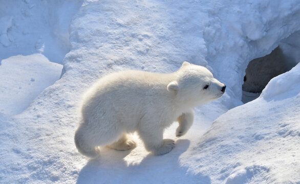 polar bear cub