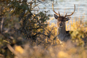 Fallow deer male (dama dama) watching curious. Fallowdeer in natural environment.