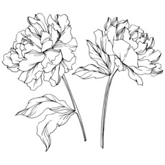 Vector Peony floral botanical flower. Black and white engraved ink art. Isolated peony illustration element.