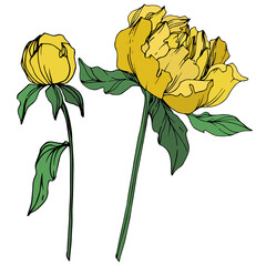 Vector Peony floral botanical flower. Yellow and green engraved ink art. Isolated peony illustration element.
