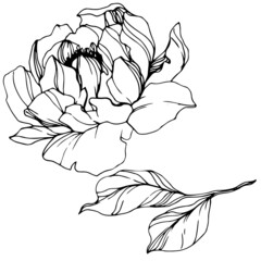 Vector Peony floral botanical flower. Black and white engraved ink art. Isolated peony illustration element.