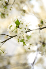 Cherry blossom in spring. White flowers on bloom