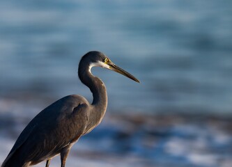 Portrait of egret. Western reef heron. Western reef egret. Egretta gularis.