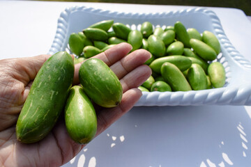 Female holding Ivy gourd or scarlet gourds known as Tindora or Ghola, green vegetables from tropical climate Indian Asian vegetables top view. Vegetables in basket