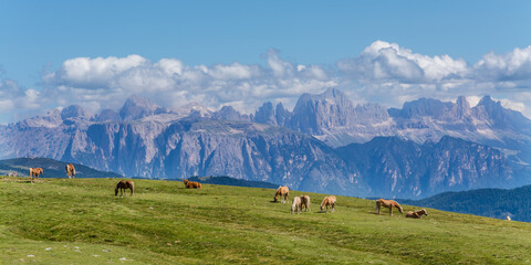 Südtirol - Pferdeherde auf Meran 2000 mit Blick in die Dolomiten