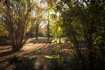 Fototapeta premium bosco alberi natura